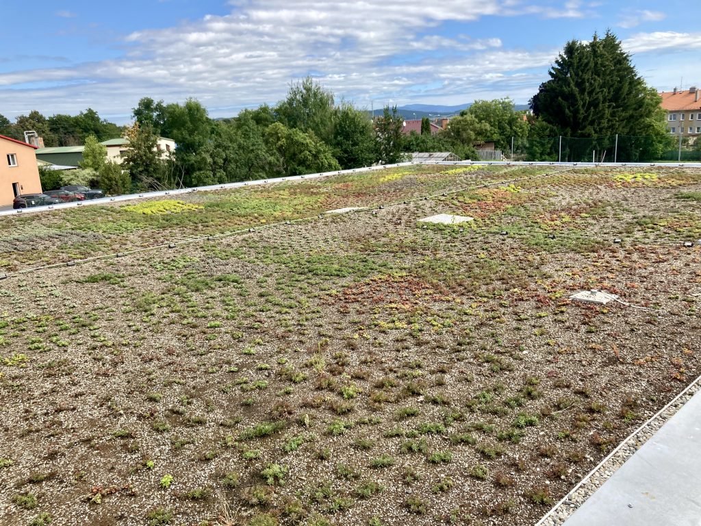 Lightweight green roof covered by sedum seedlings.
